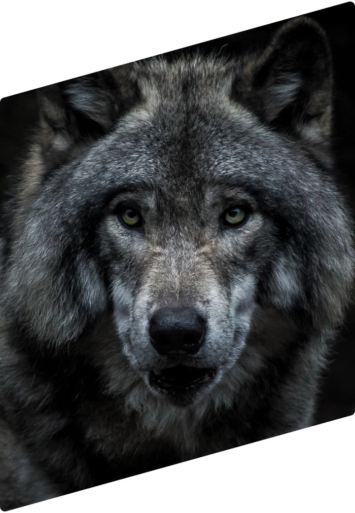 Lobo