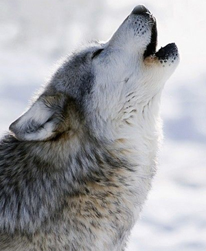 wolf