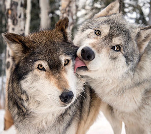 wolf
