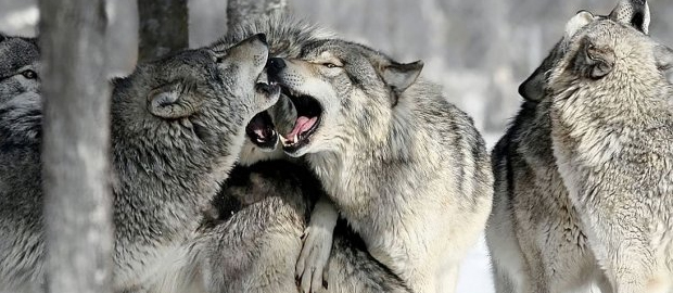 wolf